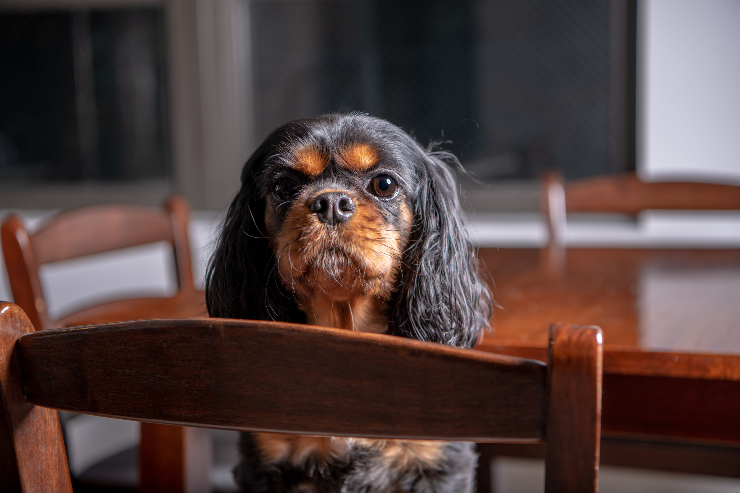 Man Proposes To Fiance’s Dog After Engagement, They’re ‘a Packaged Deal’ [Video]