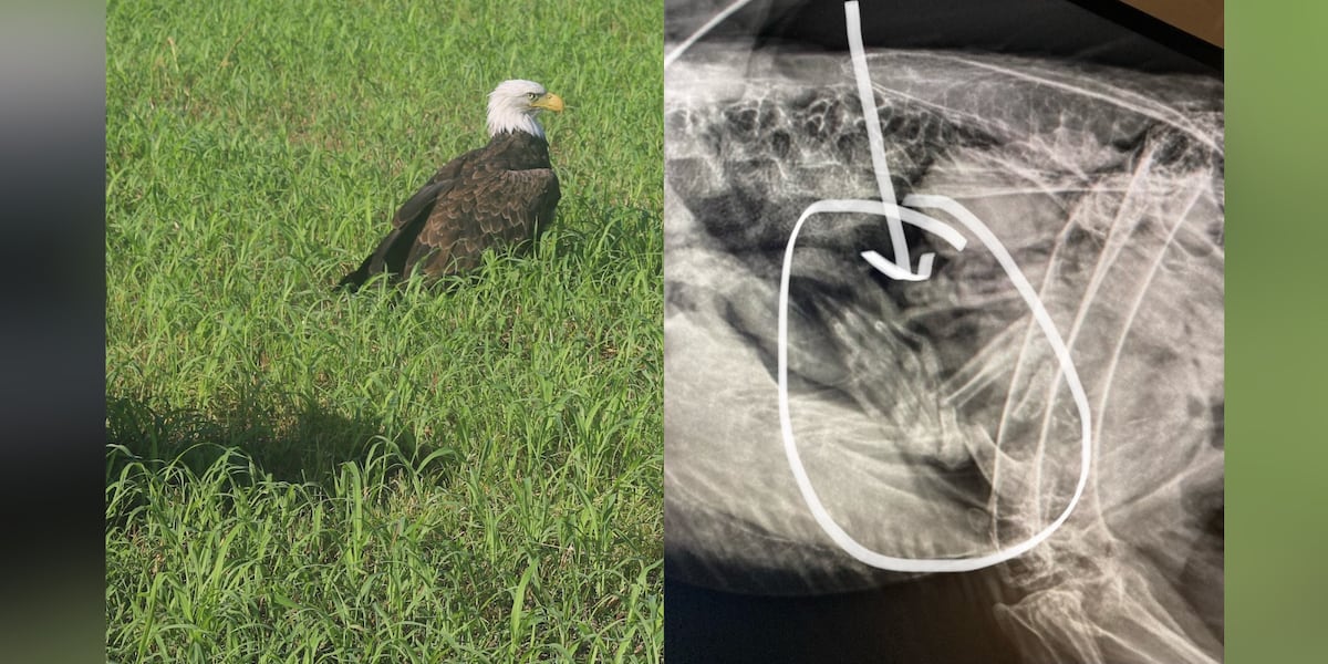 Too fat to fly: Rescued bald eagle reported to be injured was just stuffed [Video]