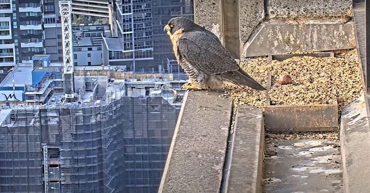 Why thousands of people are watching 24-hour livestream of a falcon on a Melbourne rooftop [Video]