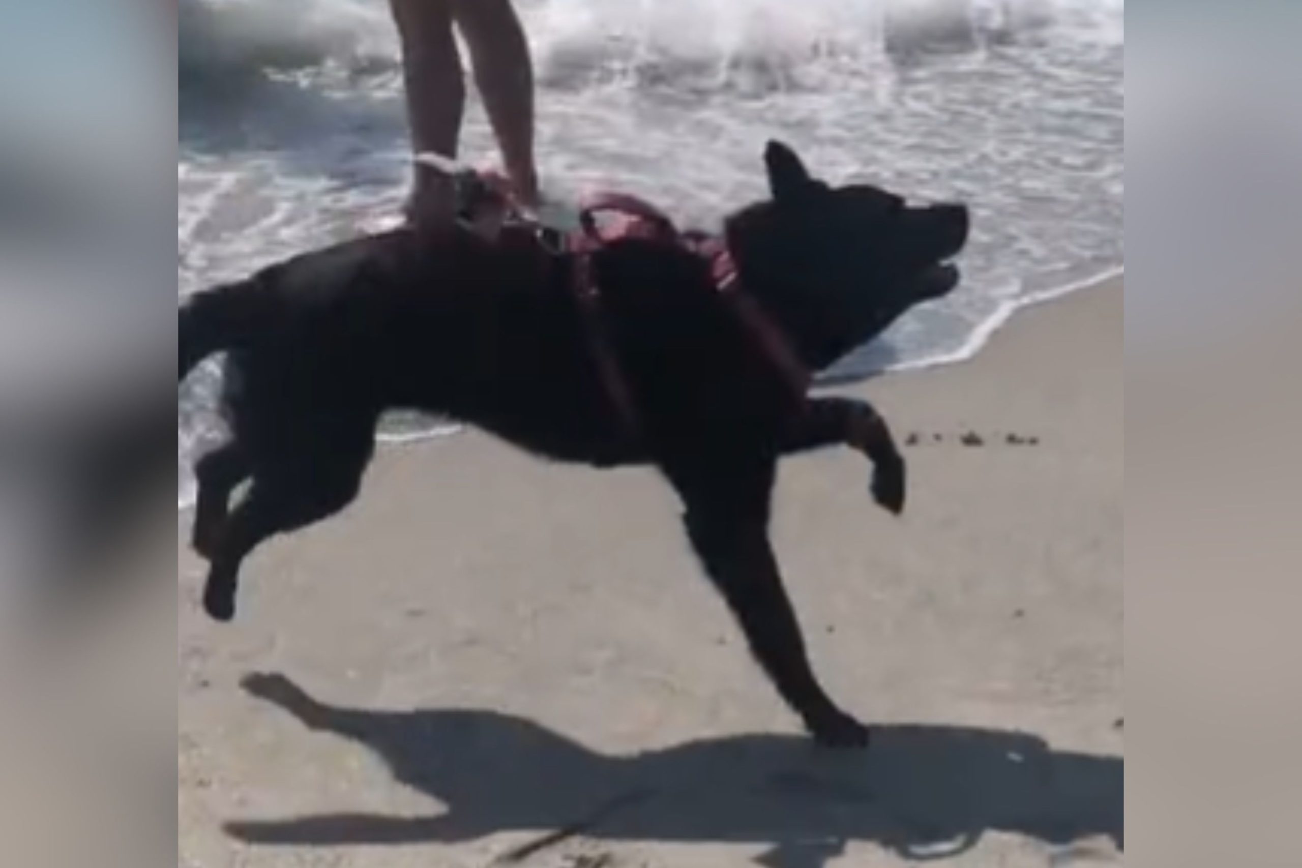 ‘Anxious’ Dog Discovers Her Love for Water, but Only on One Condition [Video]