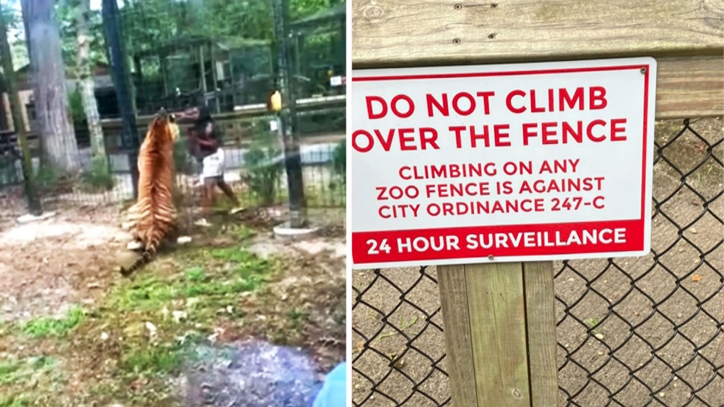 N.J. woman arrested after allegedly taunting tiger at zoo [Video]