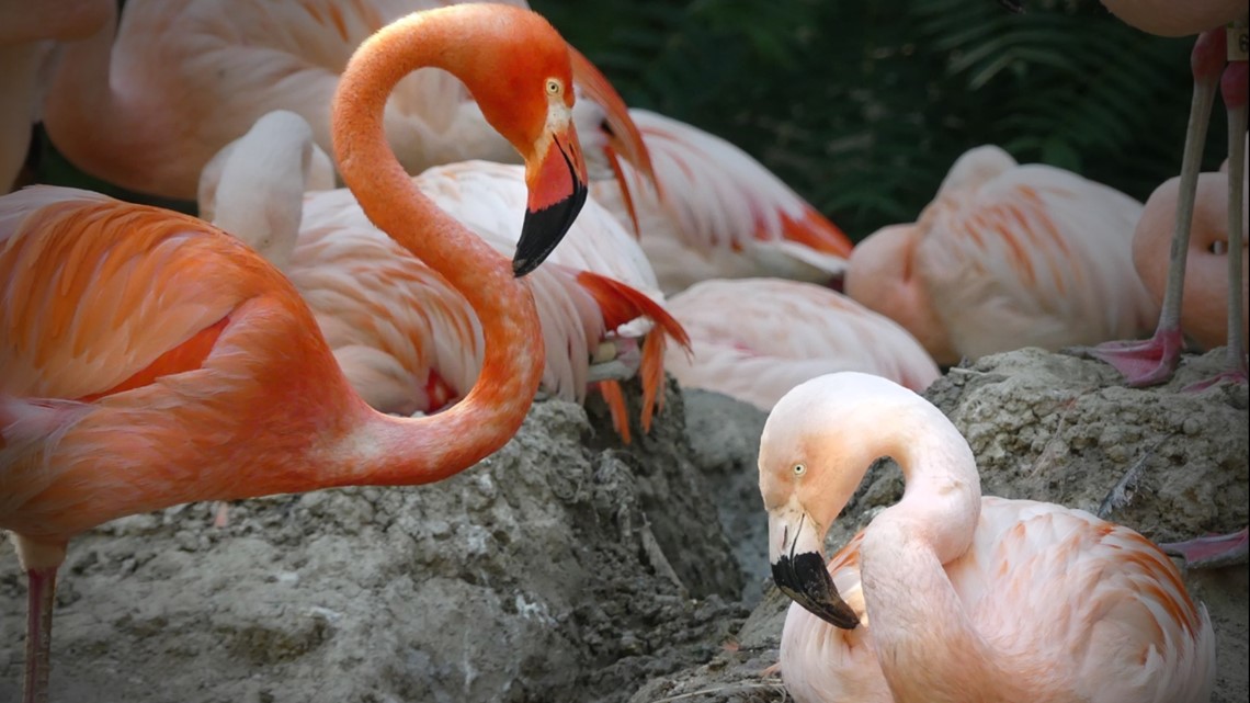 Denver Zoo Conservation Alliance hosting Flock Party on Sept. 7 [Video]