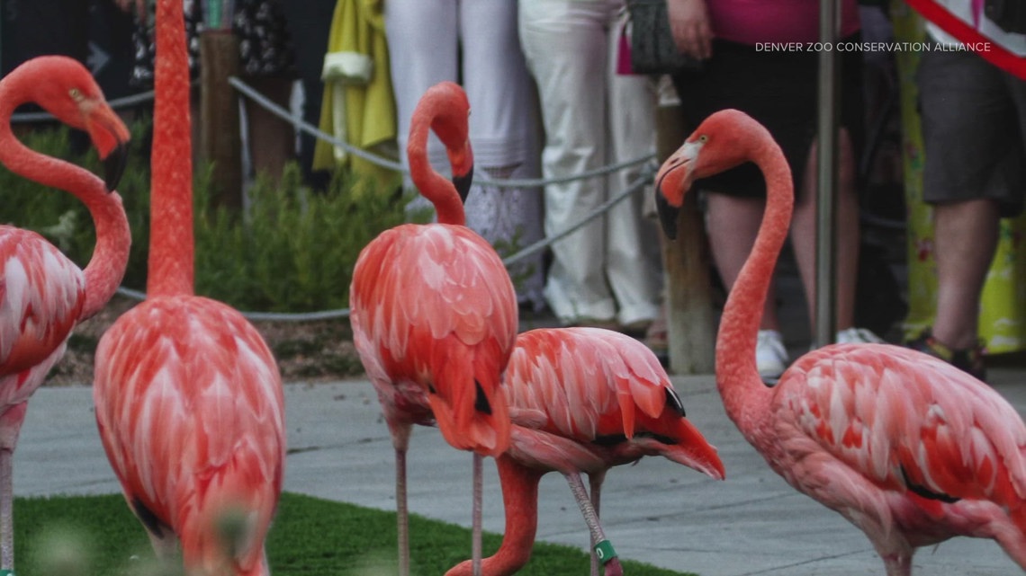 Denver Zoo Conservation Alliance hosting ‘Flock Party’ [Video]