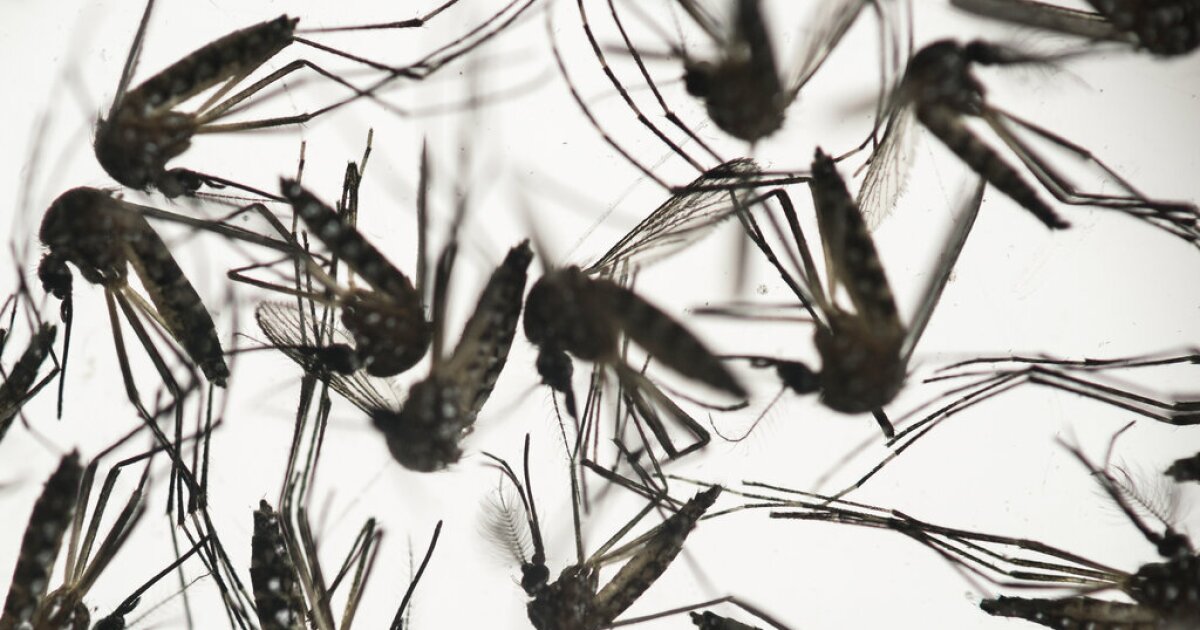 Man dies of mosquito-borne illness EEE in New Hampshire [Video]