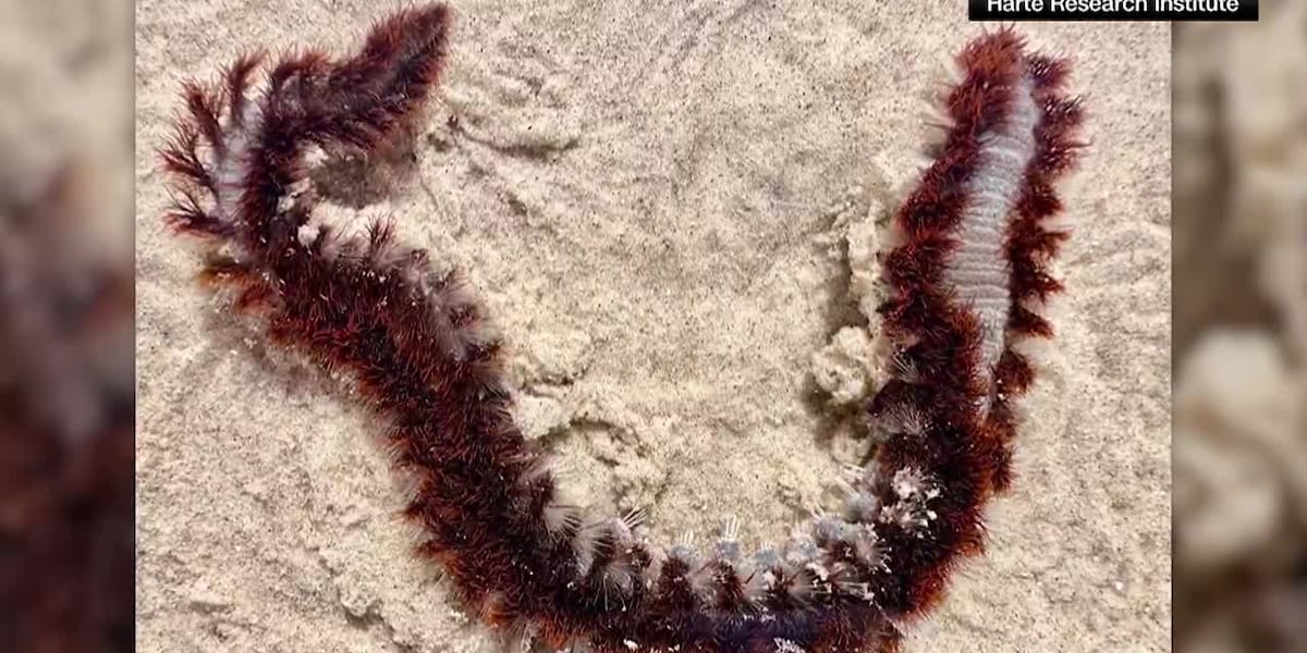 Beachgoers beware of fireworms! [Video]