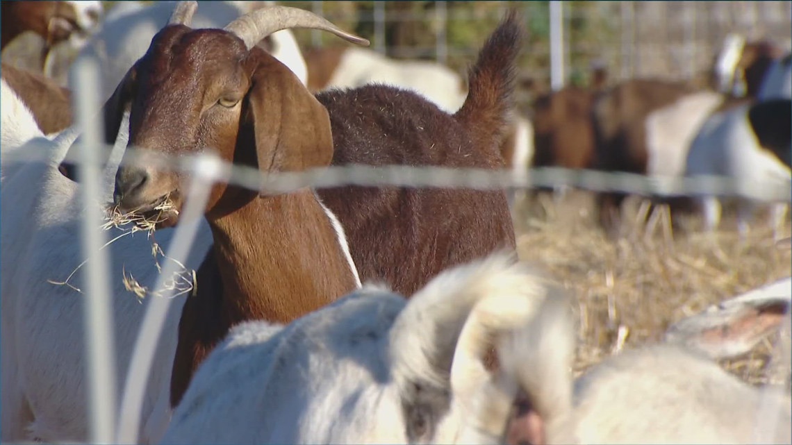 Officials say do not feed, disturb wildfire prevention goats [Video]