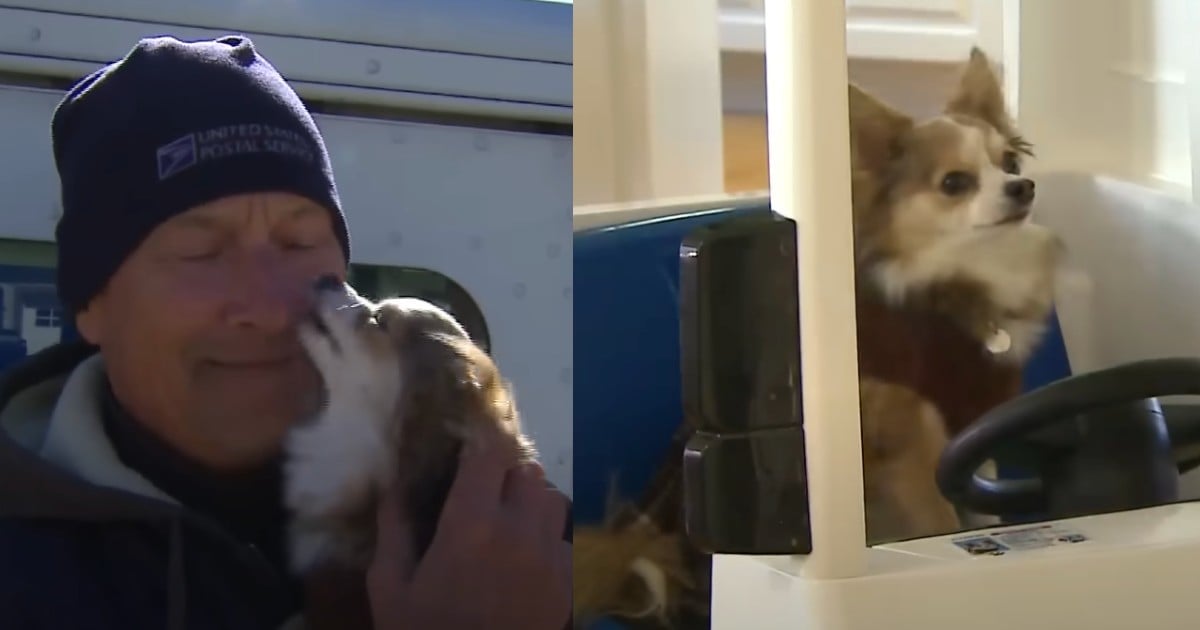 Dog Loves the Postman & Their Unlikely Bond Goes Viral [Video]