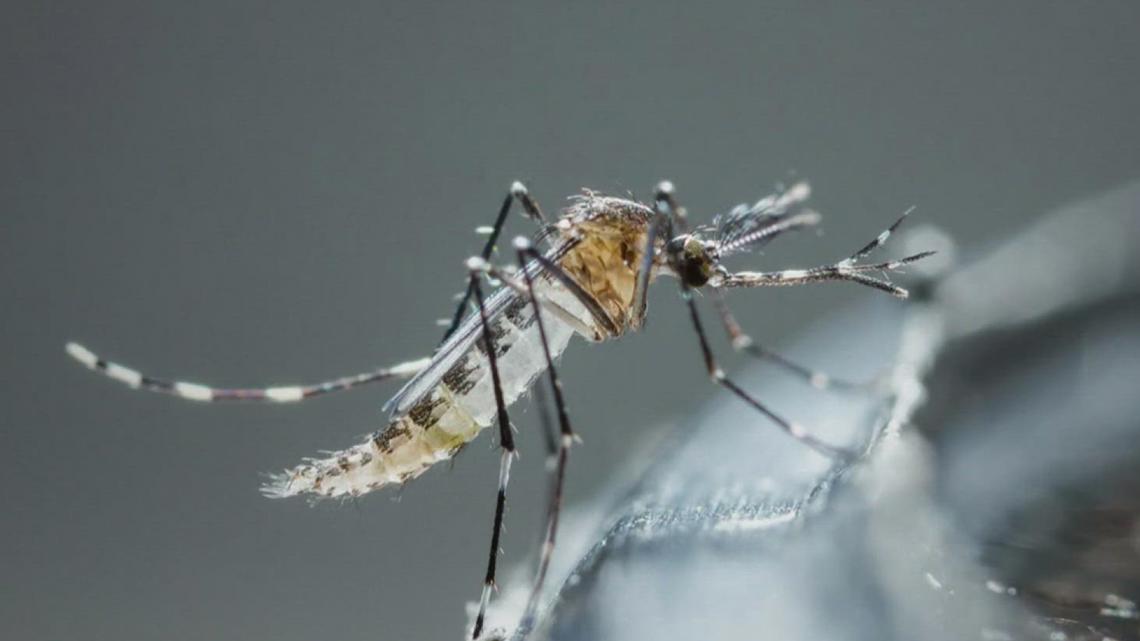 Banquete sample collection tests positive for West Nile virus [Video]