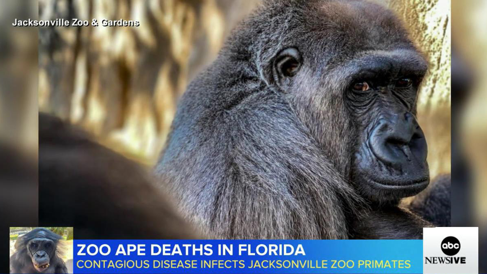 3 apes die from contagious bacterial infection within days of each other at Jacksonville Zoo [Video]