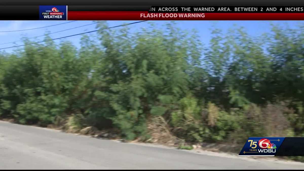 New Orleans neighbors worried high grass may cause accidents [Video]