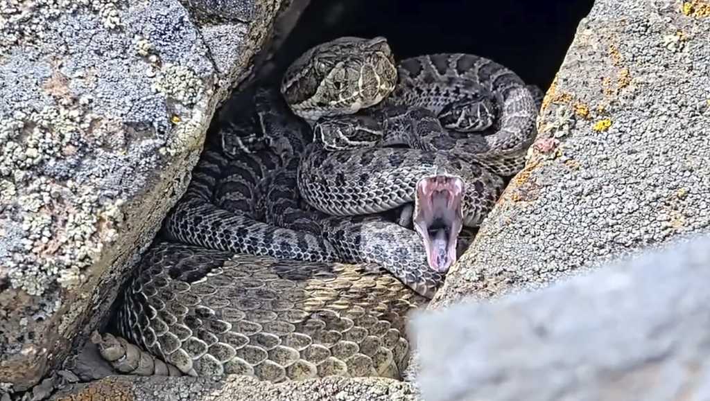 Colorados rattlesnake den grows as researchers livestream babies [Video]