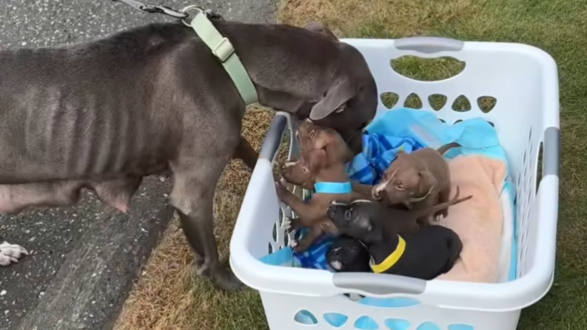 Animal rescue reunites nursing mother with her puppies in Waterbury  NBC Connecticut [Video]