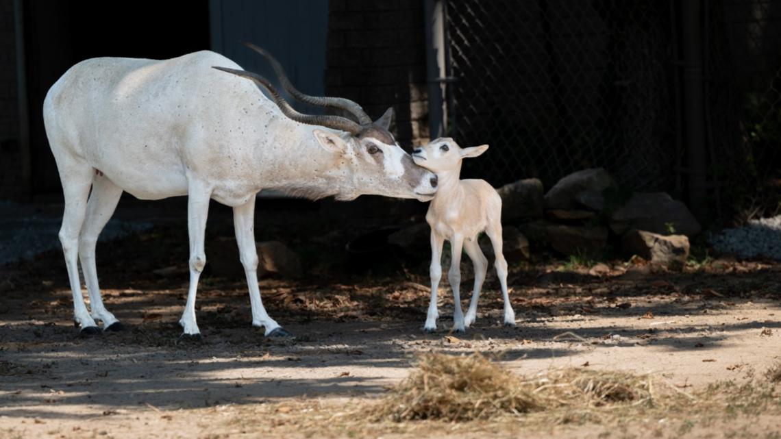 Baby Addax born at Louisville Zoo [Video]