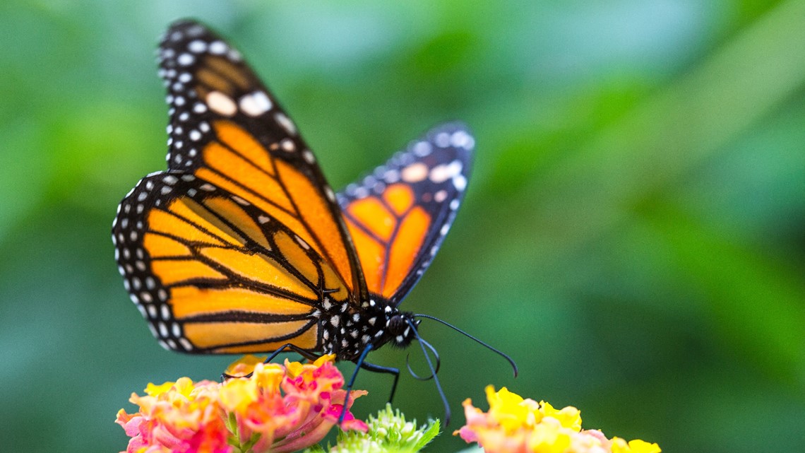 Buckley Space Force Base restoring butterfly habitat [Video]