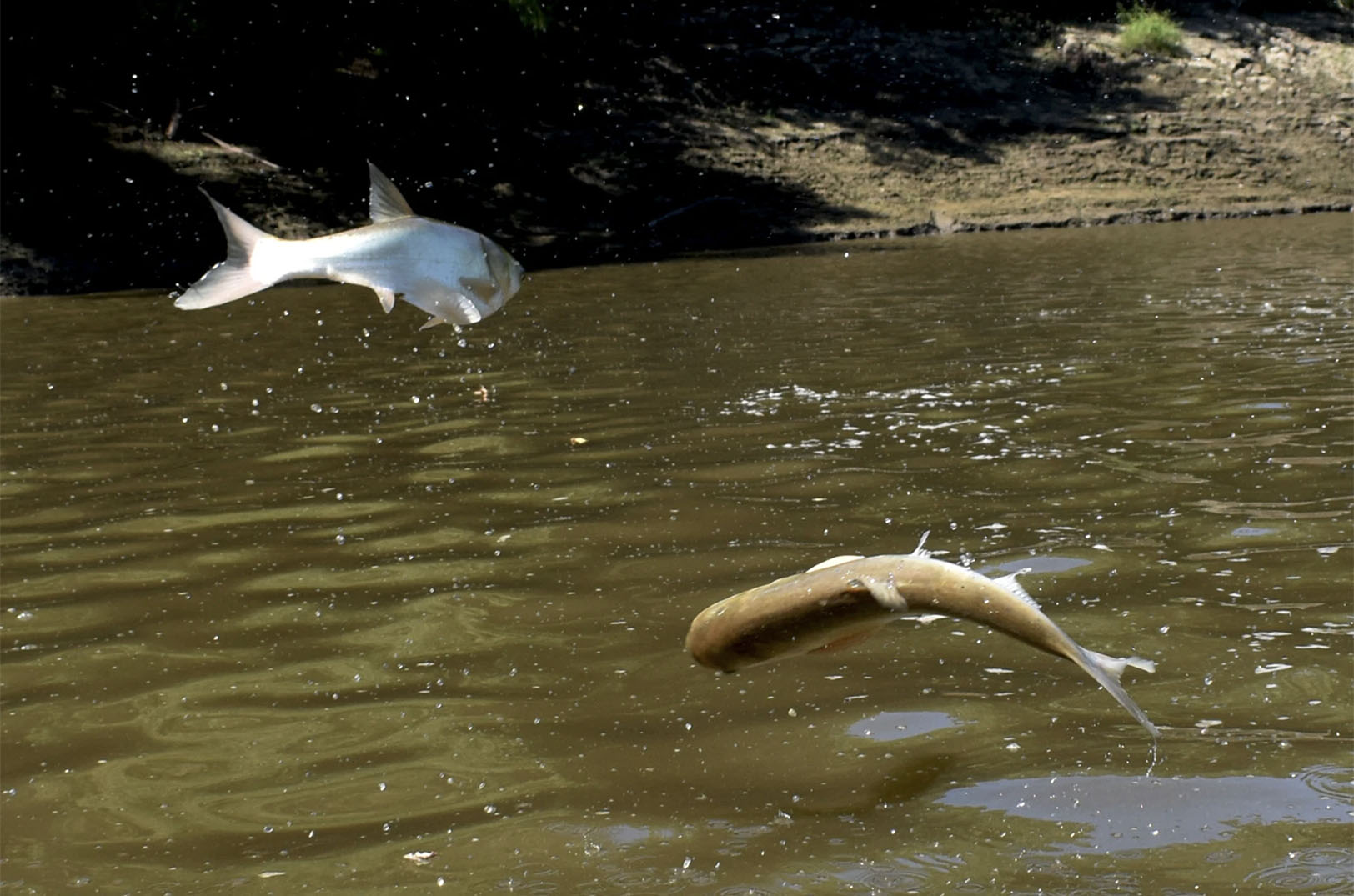 Scaling fintech: Missouri Coast CEO nets solution to Platte Rivers fish-flinging kayak attacks [Video]