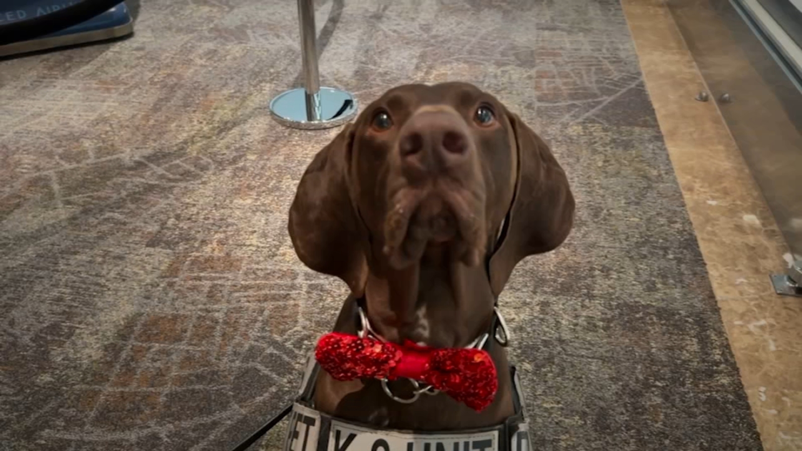 San Francisco International Airport bomb-sniffing K-9 wins TSA’s 2024 Cutest Canine Contest [Video]