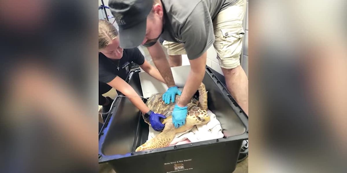 Sea turtles saved after lightning strikes zoo building [Video]