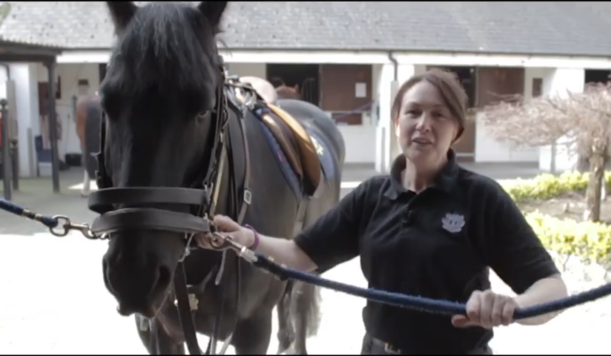 WATCH: Introducing Batman and Nives (Robin) from the Garda Mounted Unit [Video]