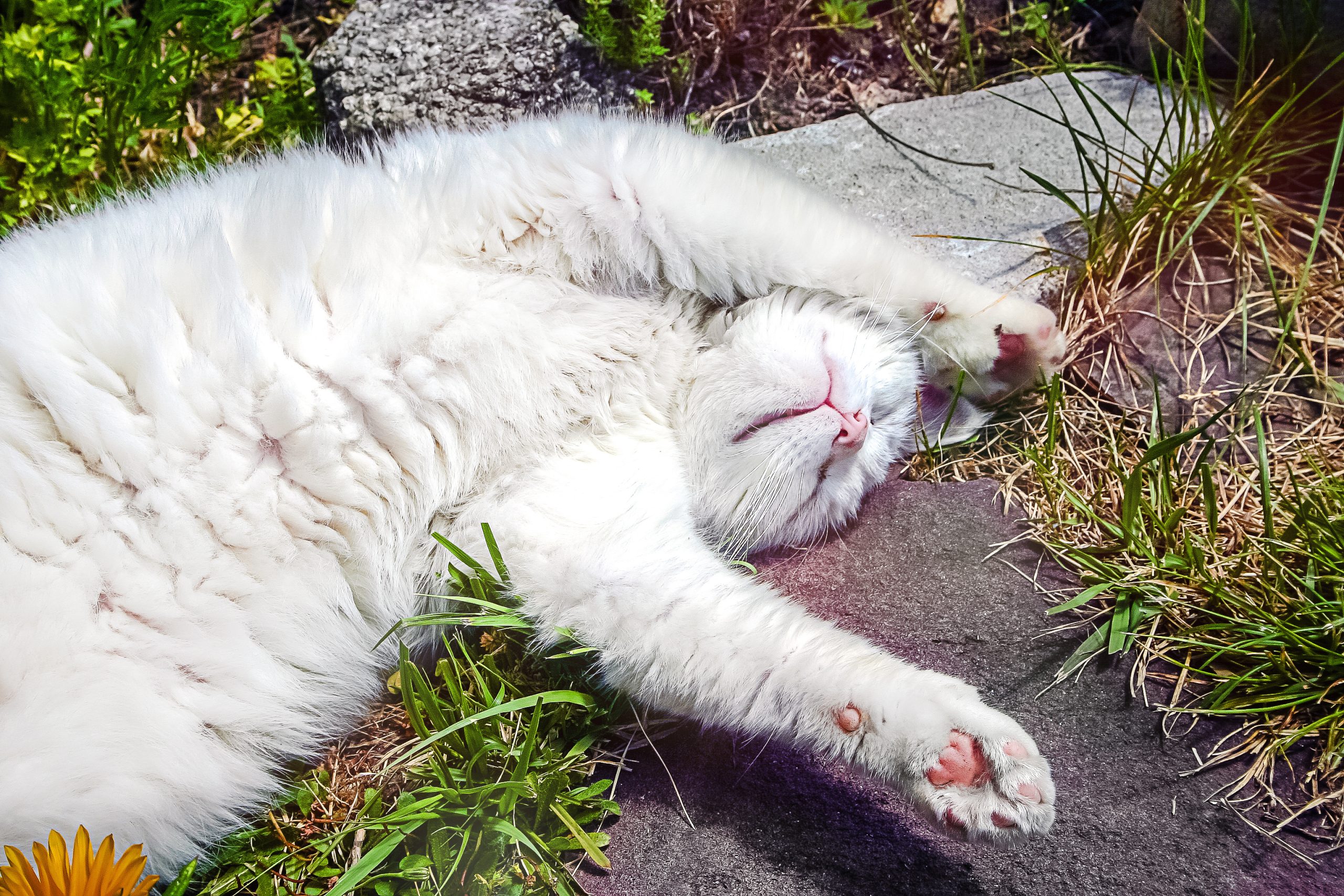 Laughter as Mama Cat ‘Crashed Out’ After Putting Her Six Kittens to Sleep [Video]