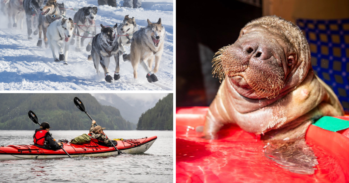 AROUND ALASKA: Iditarod Raffle, Adventure Club, and Walrus Fundraising | Around Alaska [Video]