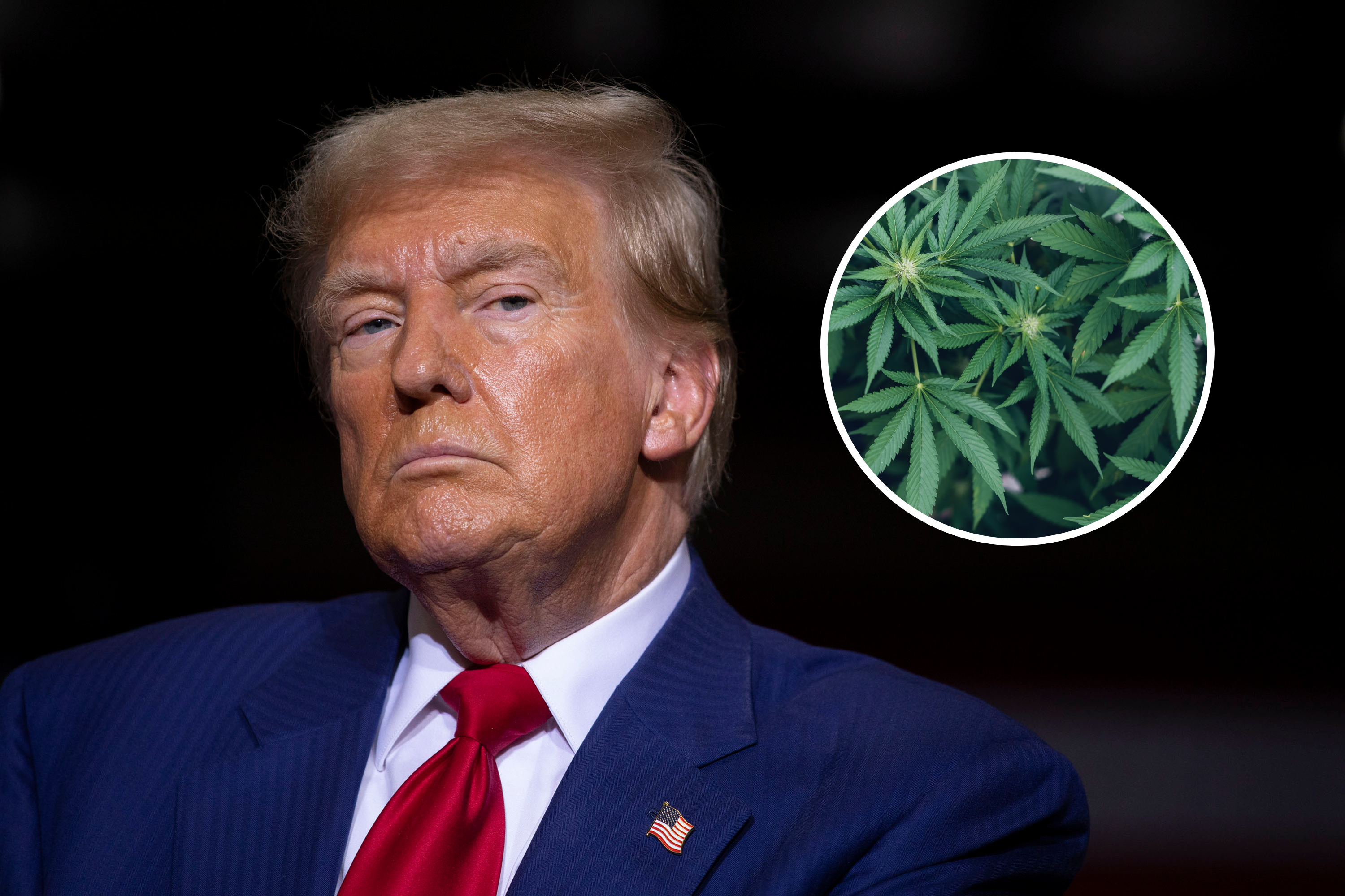 Donald Trump Backs Legal Weed [Video]