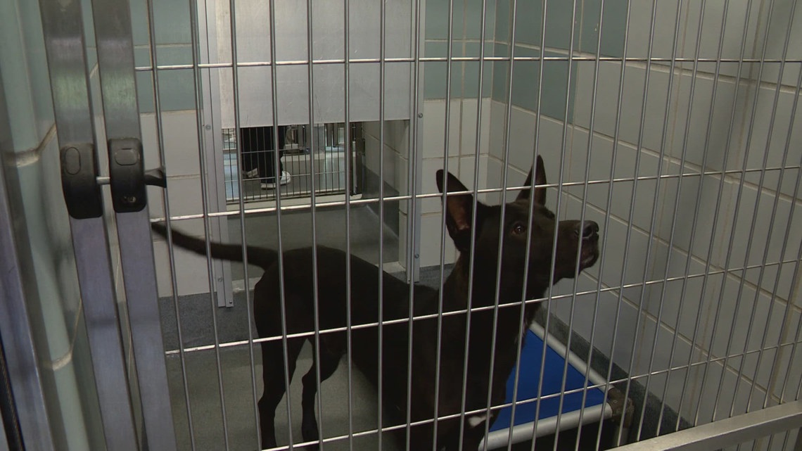 San Antonio Animal Care Services course to promote fostering [Video]