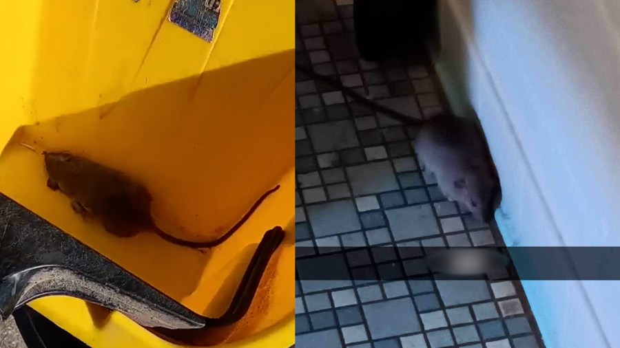 Mobile high school student allegedly asked to clean up live rat  MCPSS reacts [Video]