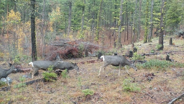 Summerland council, business angry over gravel pit mine approval [Video]