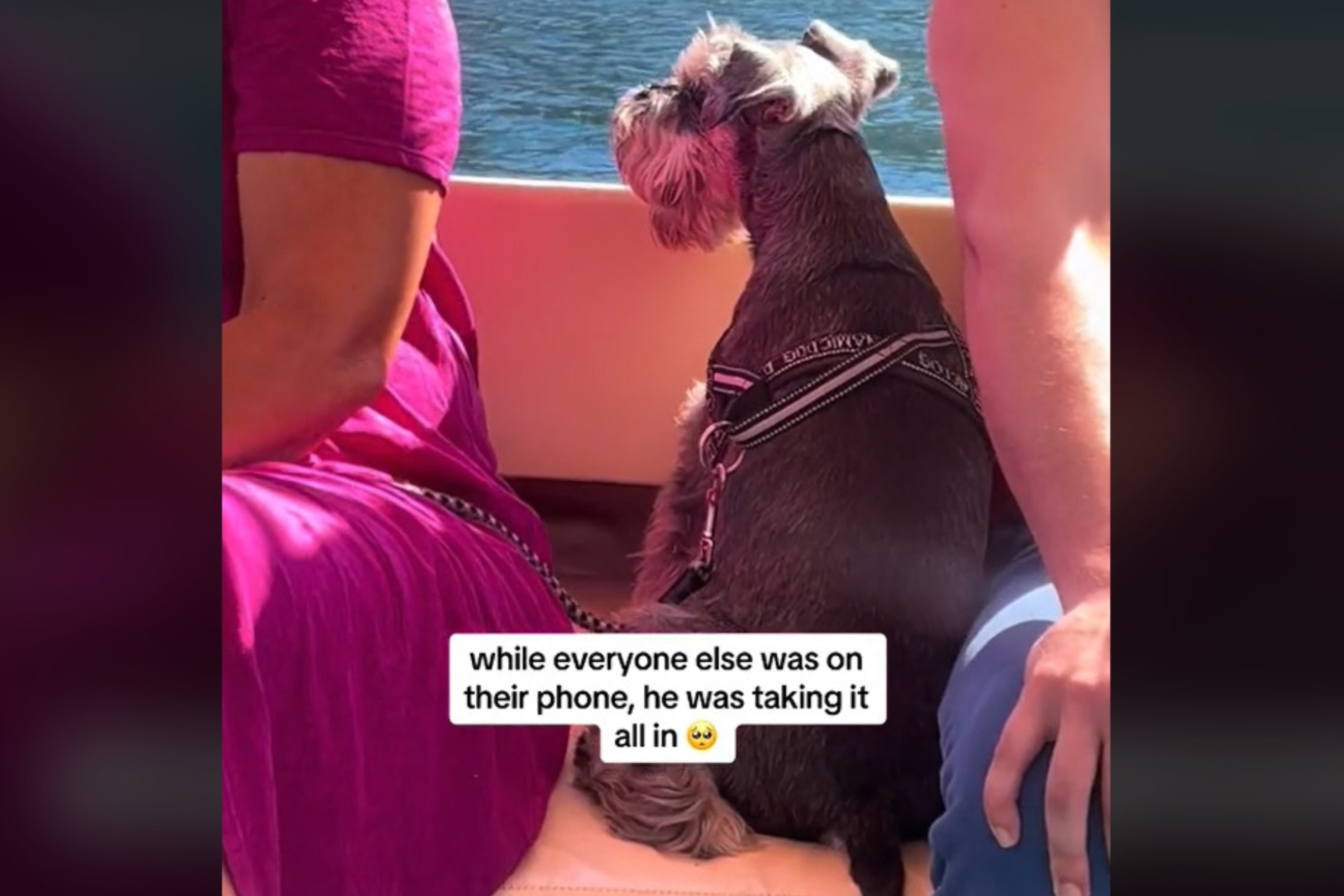 Watch Deaf and Senior Dog ‘Taking In the Scenery’ While on Boat Trip [Video]