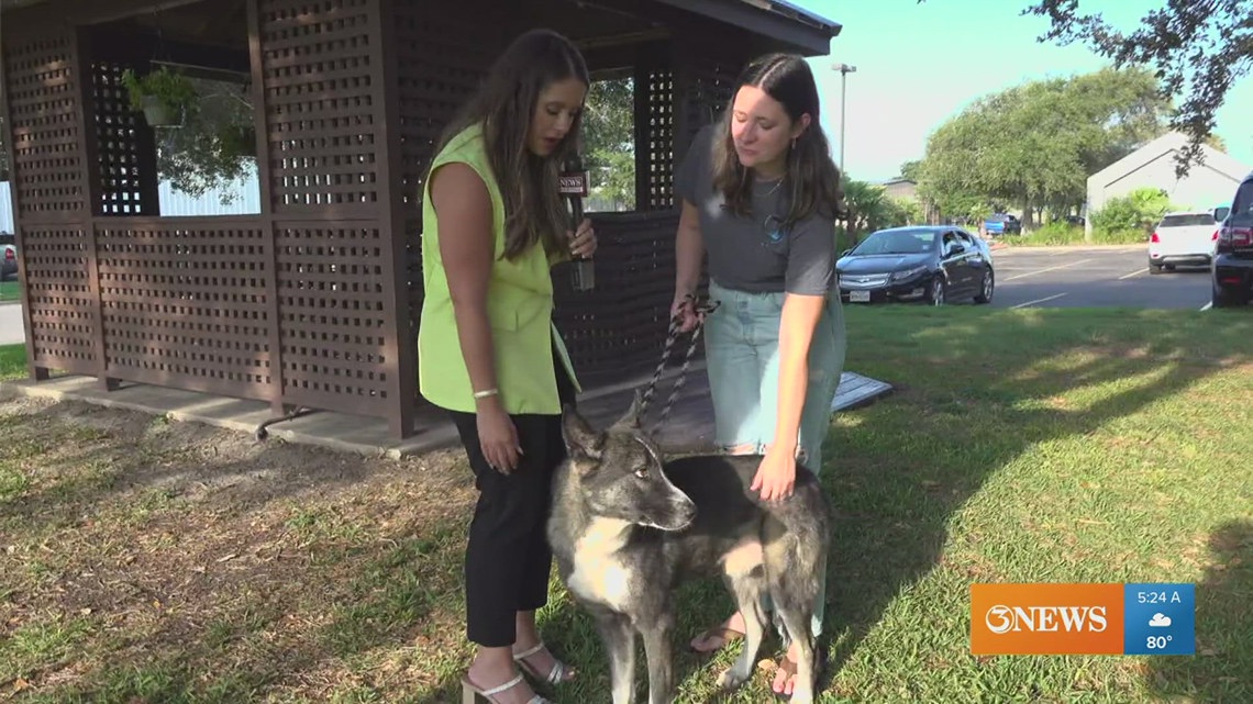 Looking to adopt a big dog? Meet Fang! [Video]