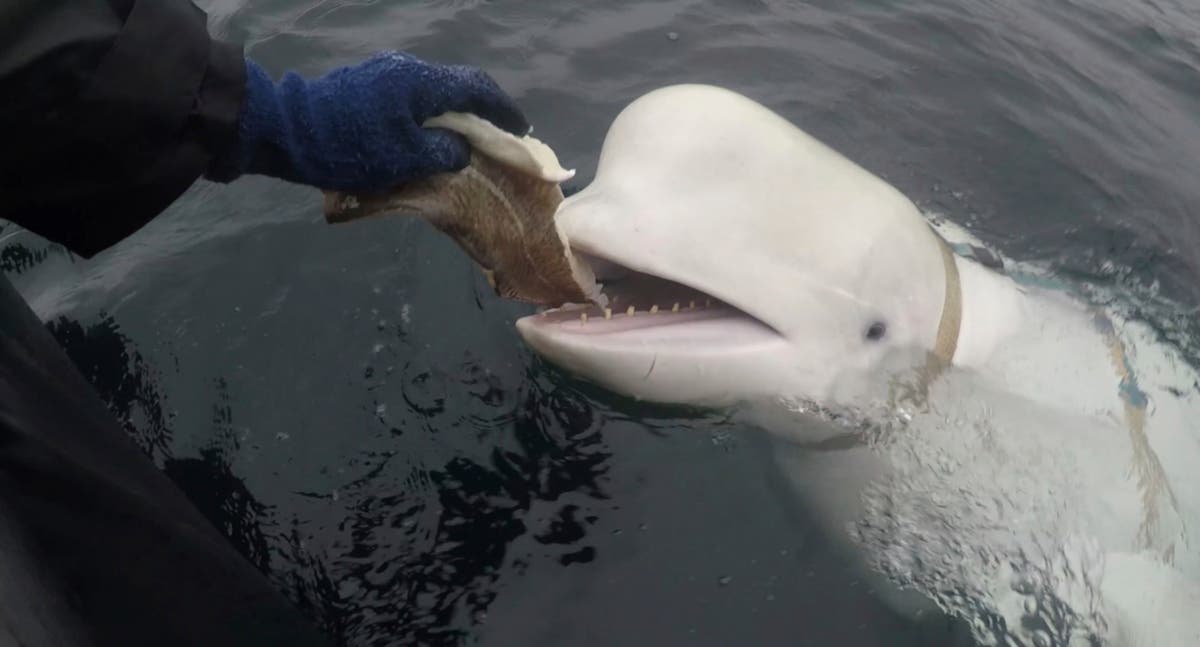 Russian beluga spy whale Hvaldimir found dead near Norway [Video]