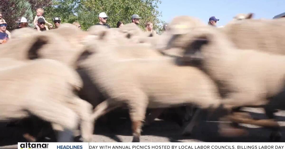 600 Reed Point sheep terrorize town in celebration, providing community funds [Video]