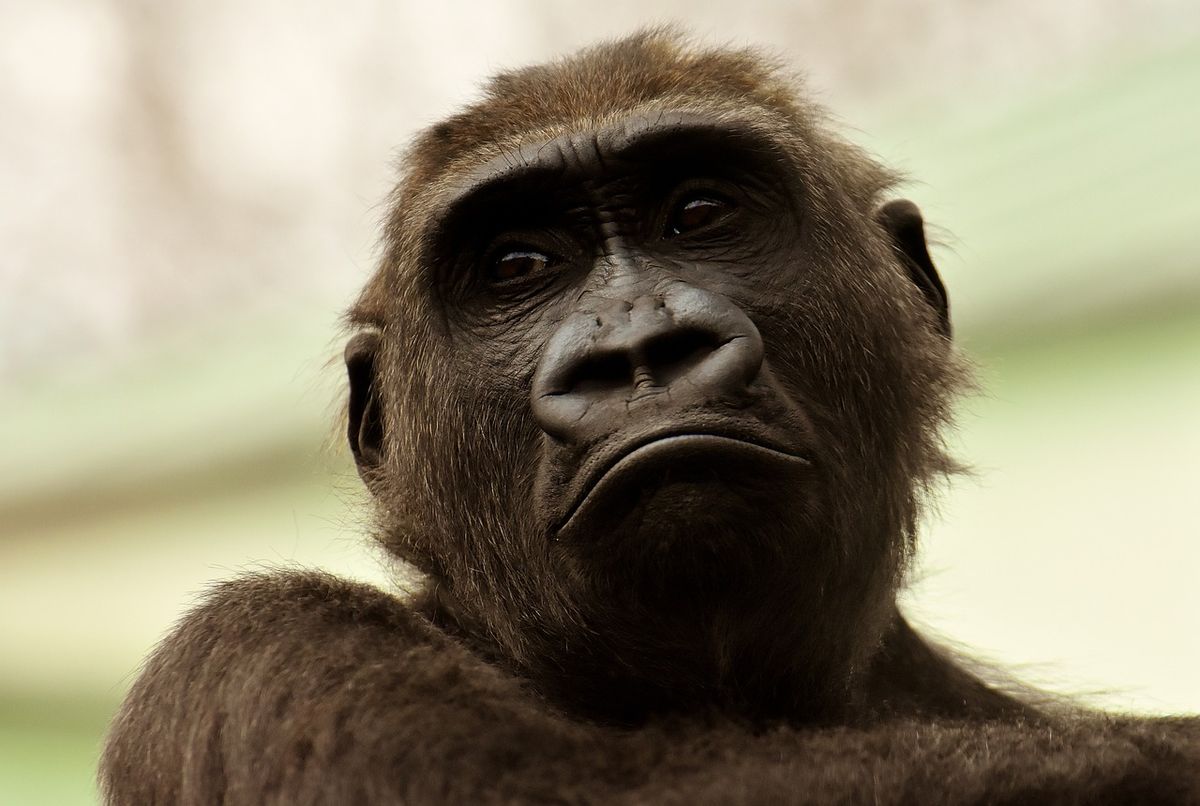 Apes Have Never Asked Questions Despite Scientists Communicating with Them Since ’60s? [Video]