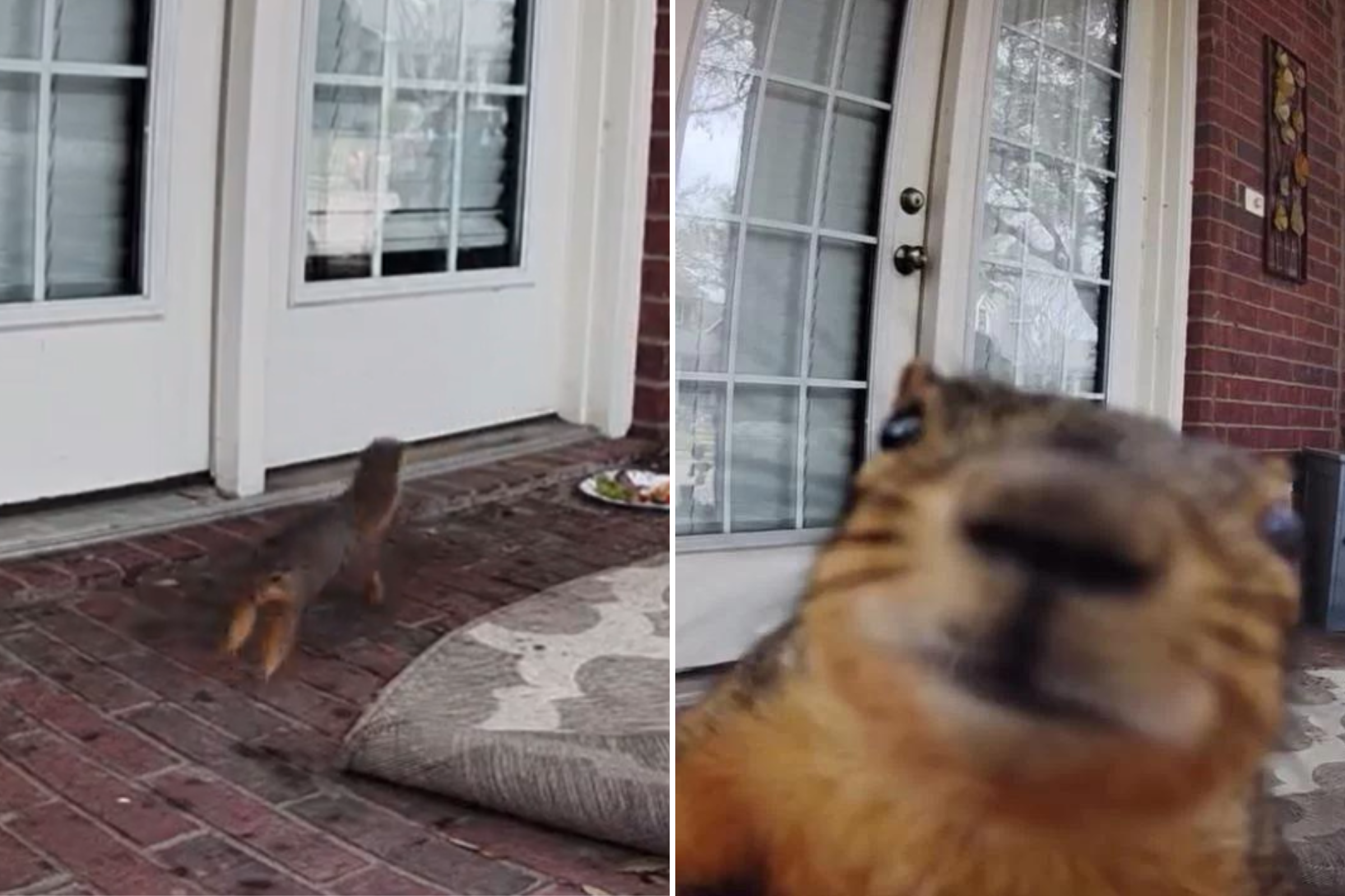 Laughter at What ‘Petty’ Squirrel Does To Ring Doorbell Camera in Its Way [Video]