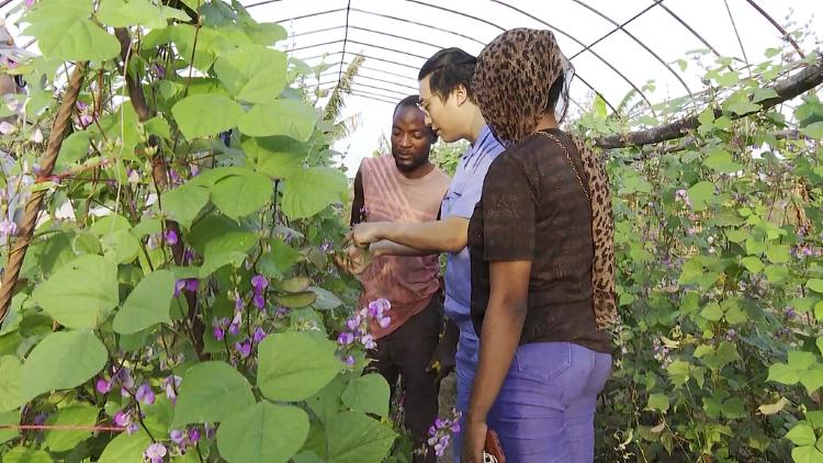 A closer look at China-Africa agricultural cooperation [Video]