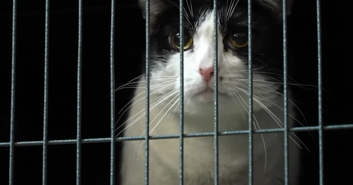 Billings animal shelter searching for a new home after 23 years [Video]