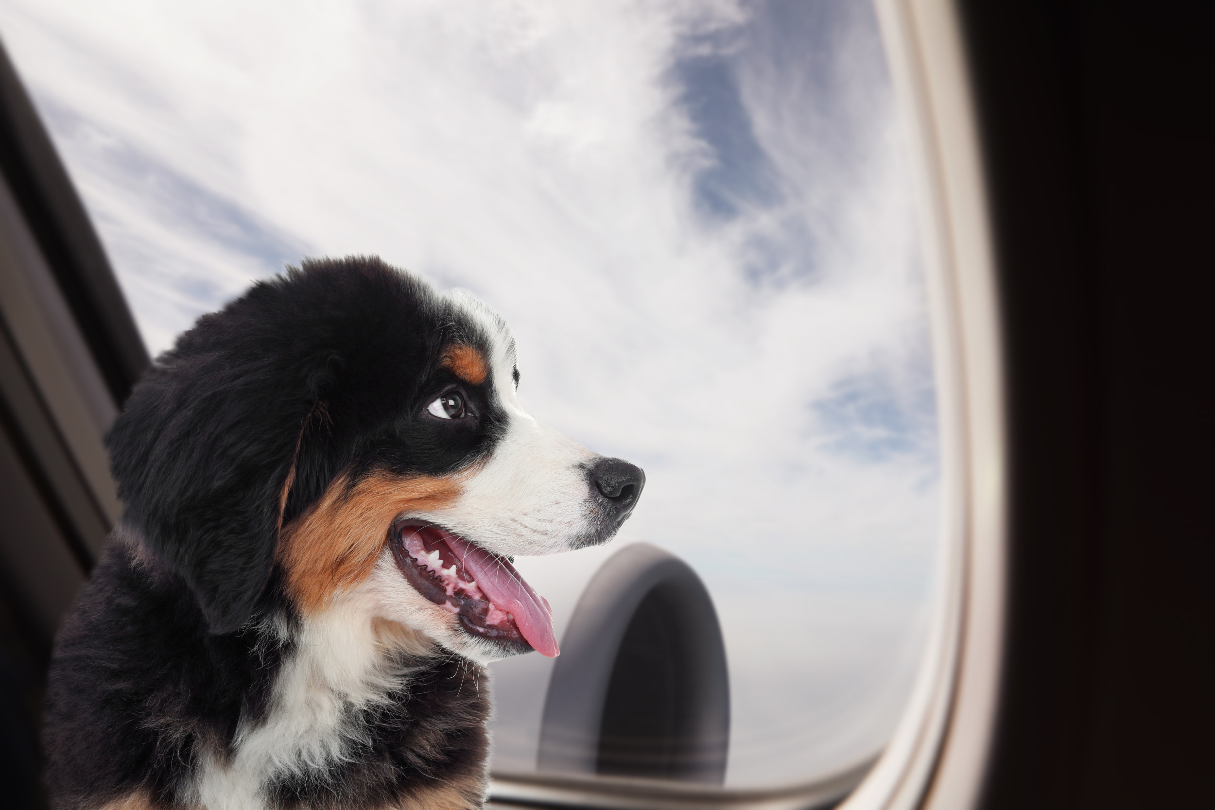 Just Like Humans, This Dog Refused To Give Up His Seat on a Plane [Video]