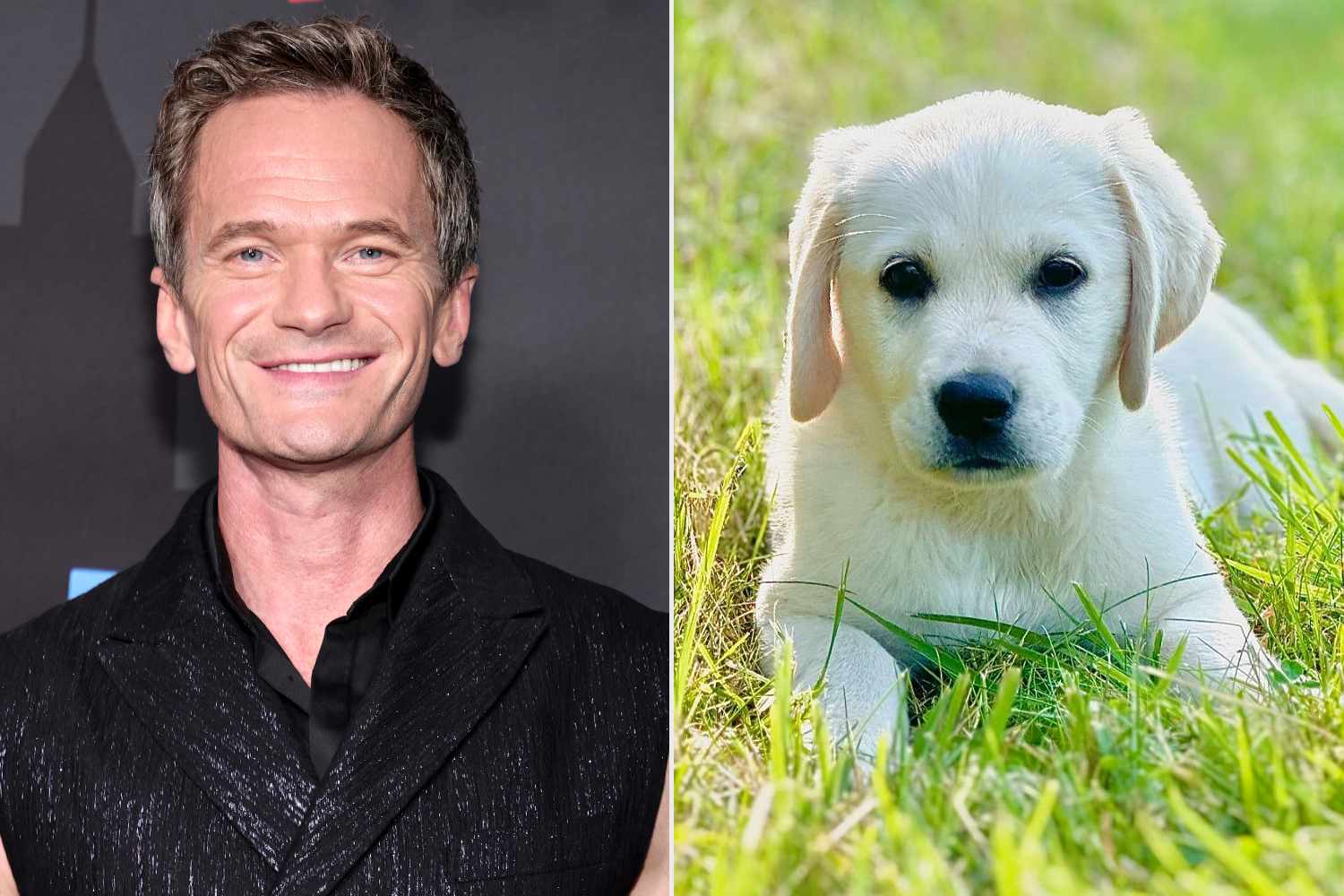 Neil Patrick Harris Introduces His Family’s New Puppy, Bianca [Video]