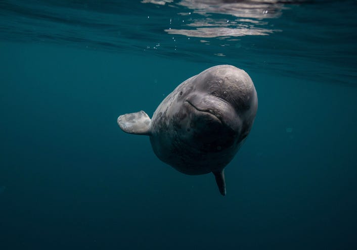 Beloved beluga whale rumored to be Russian spy found dead [Video]