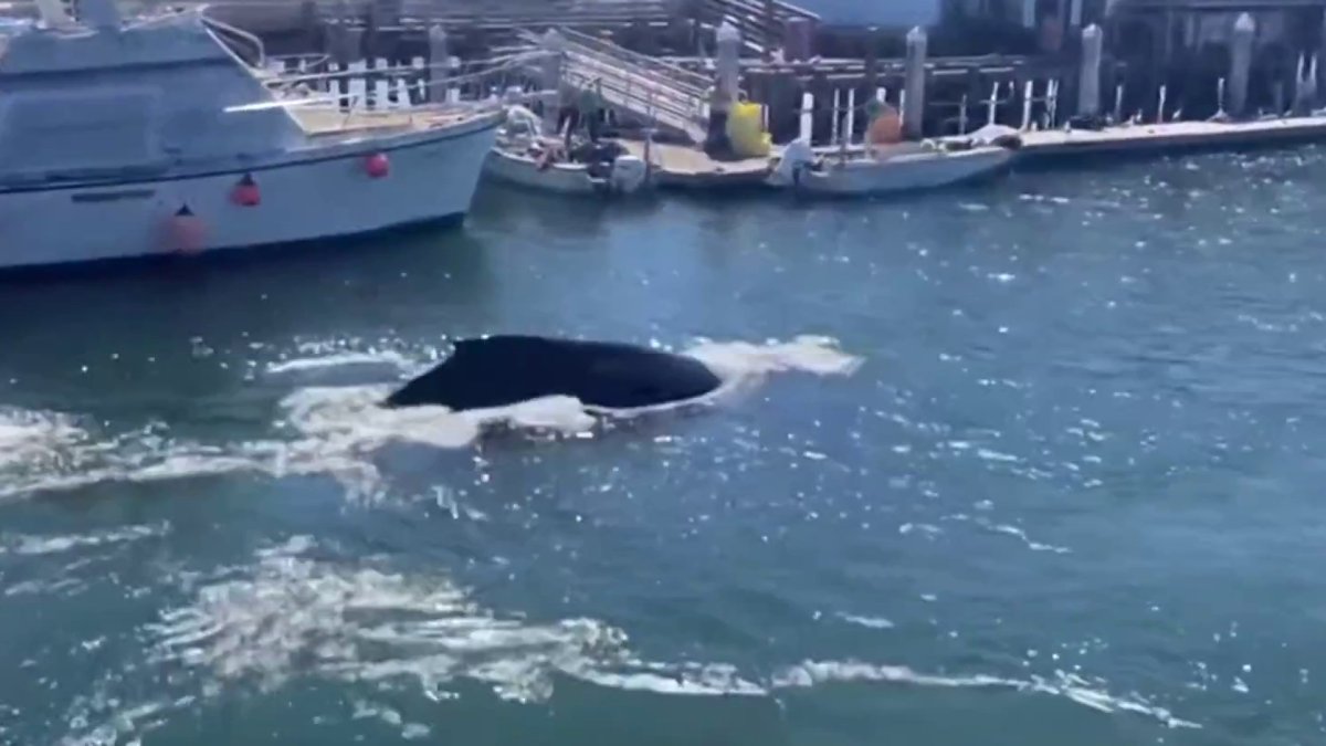 Whale spotted in Half Moon Bay harbor  NBC Bay Area [Video]