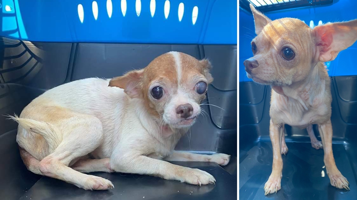 36 chihuahuas rescued from Franklin County [Video]