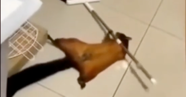 Remember the Time That Flying Squirrel Faked its Own Death? [Video]