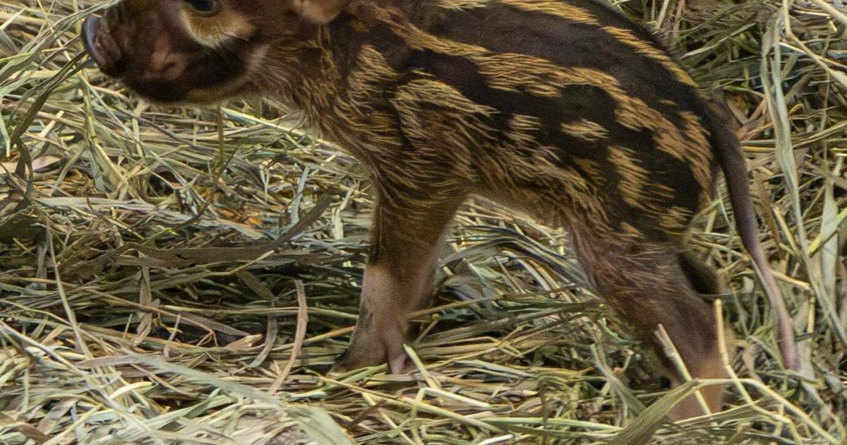 Cheyenne Mountain Zoo welcomes ‘surprise’ Red River hoglet | News [Video]