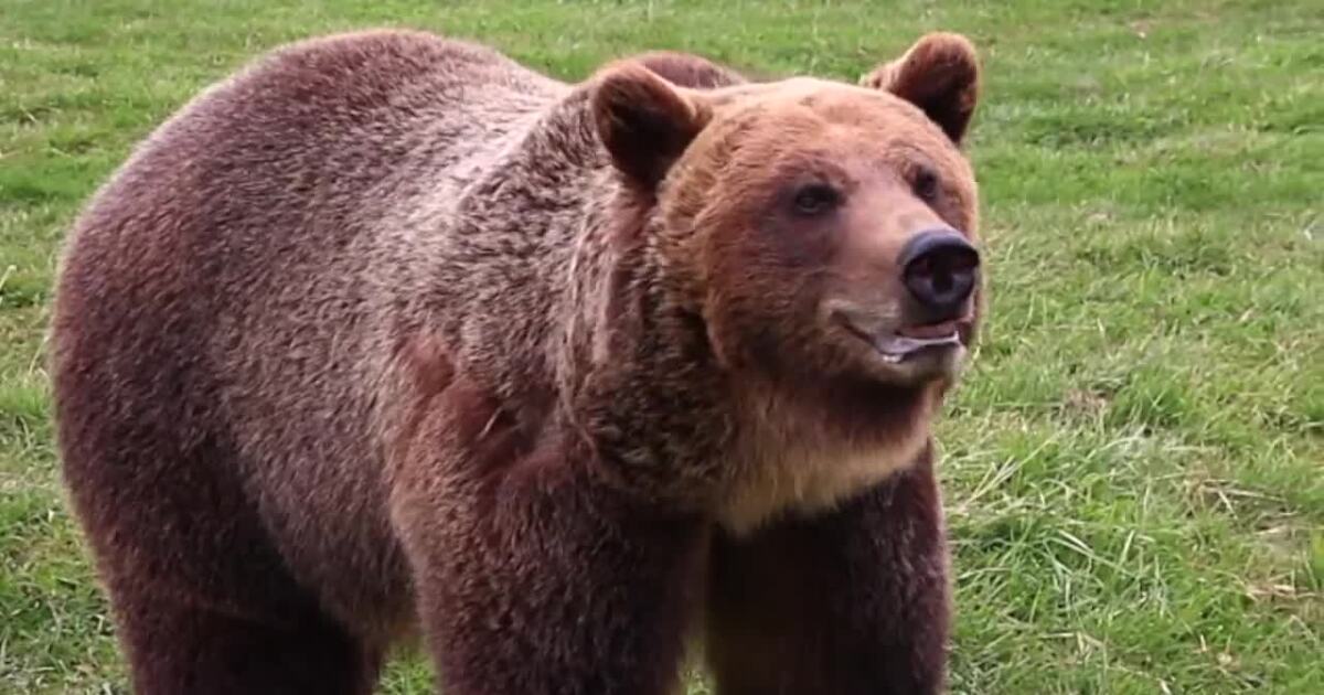 Grizzly bear euthanized north of Butte after multiple conflicts [Video]