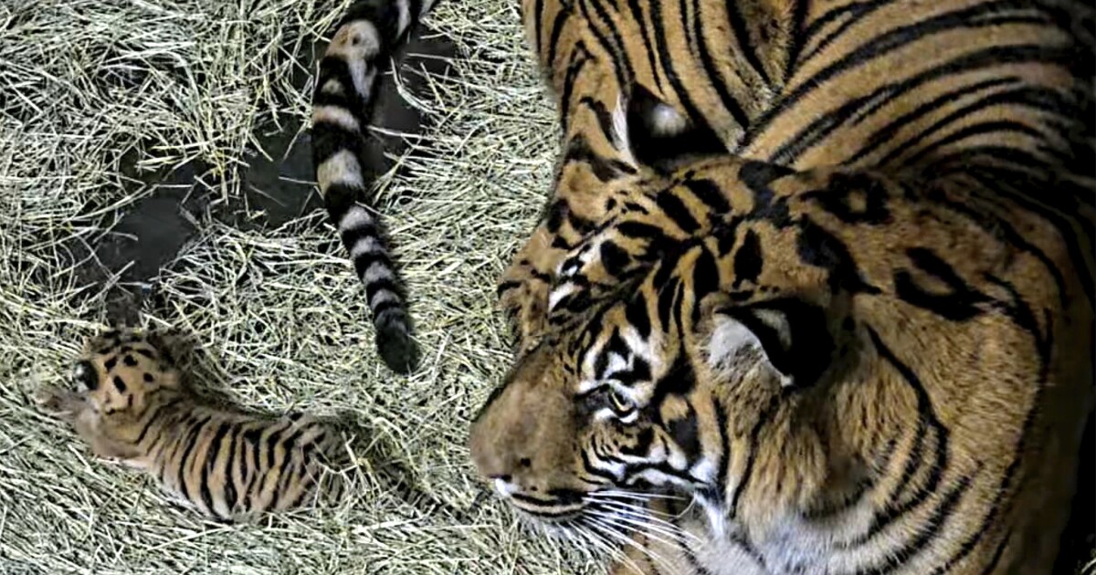 Sumatran tiger cub born at San Diego Zoo Safari Park [Video]