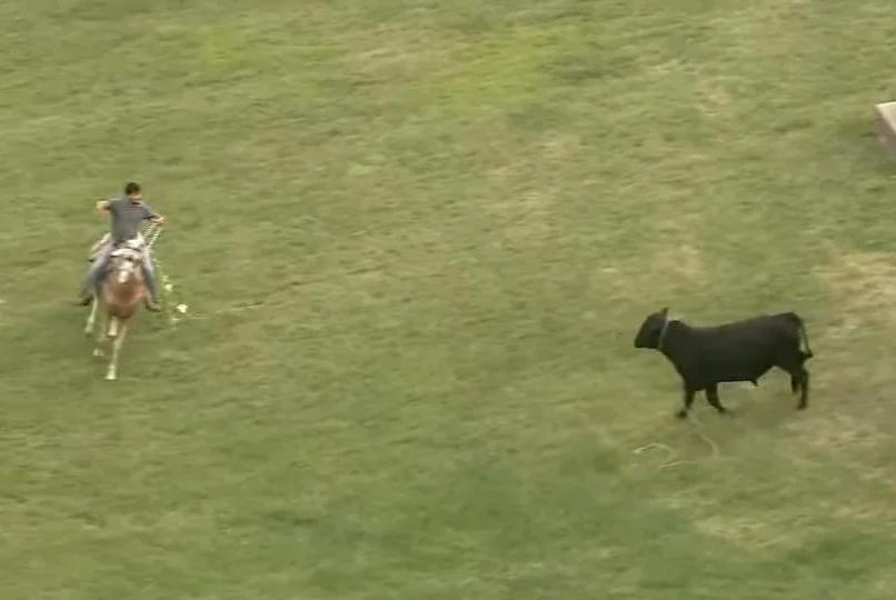 Watch: Loose bull sparks impromptu rodeo in Illinois neighborhood [Video]