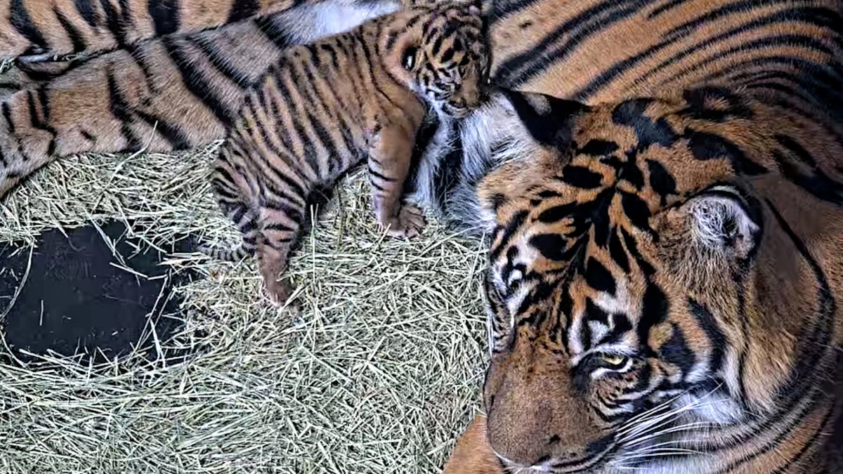 Good luck finding anything cuter today than the San Diego zoos new tiger cub  NBC 7 San Diego [Video]