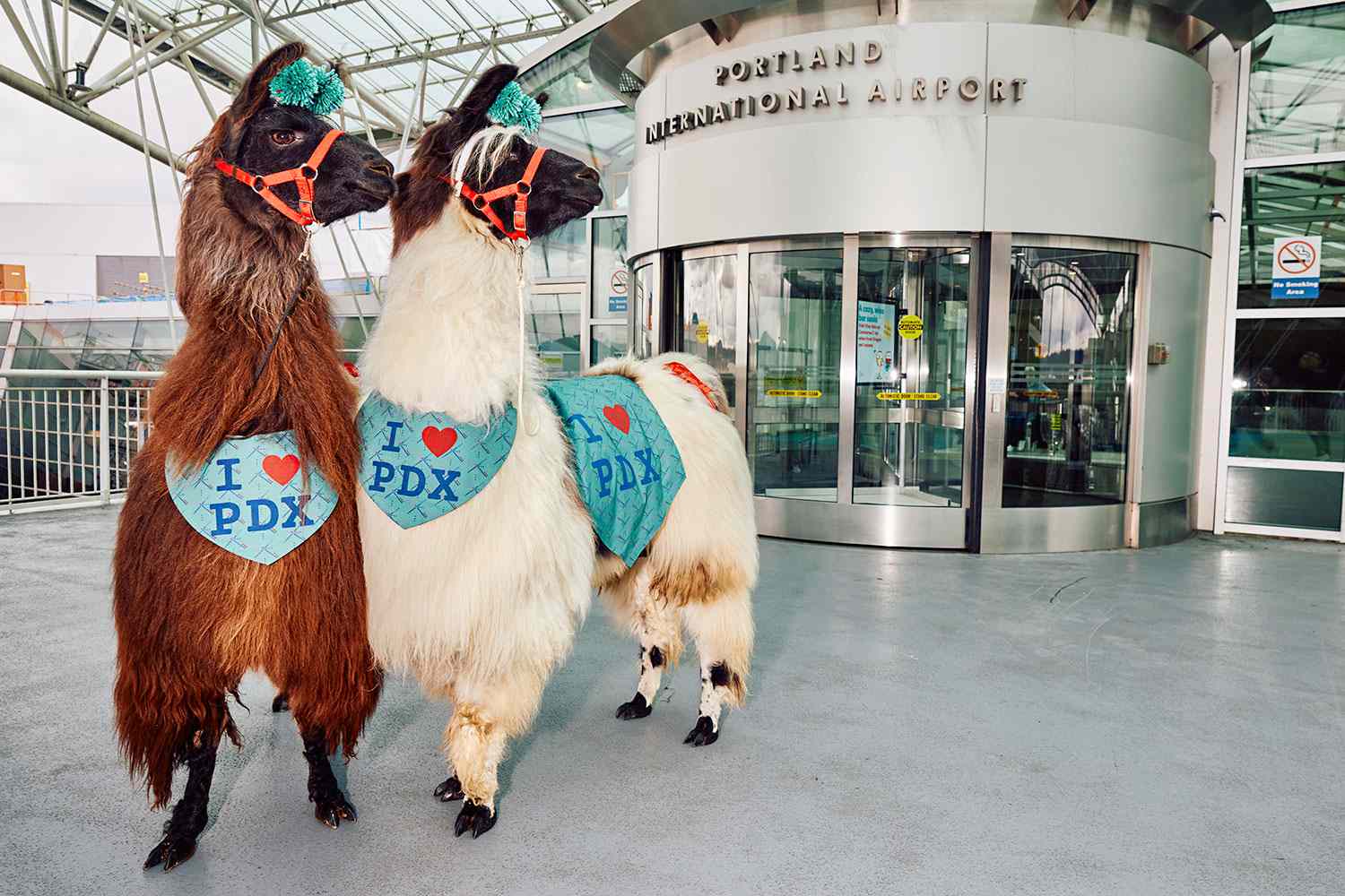 Portland Airport Offers Emotional Support Llamas (Photos) [Video]