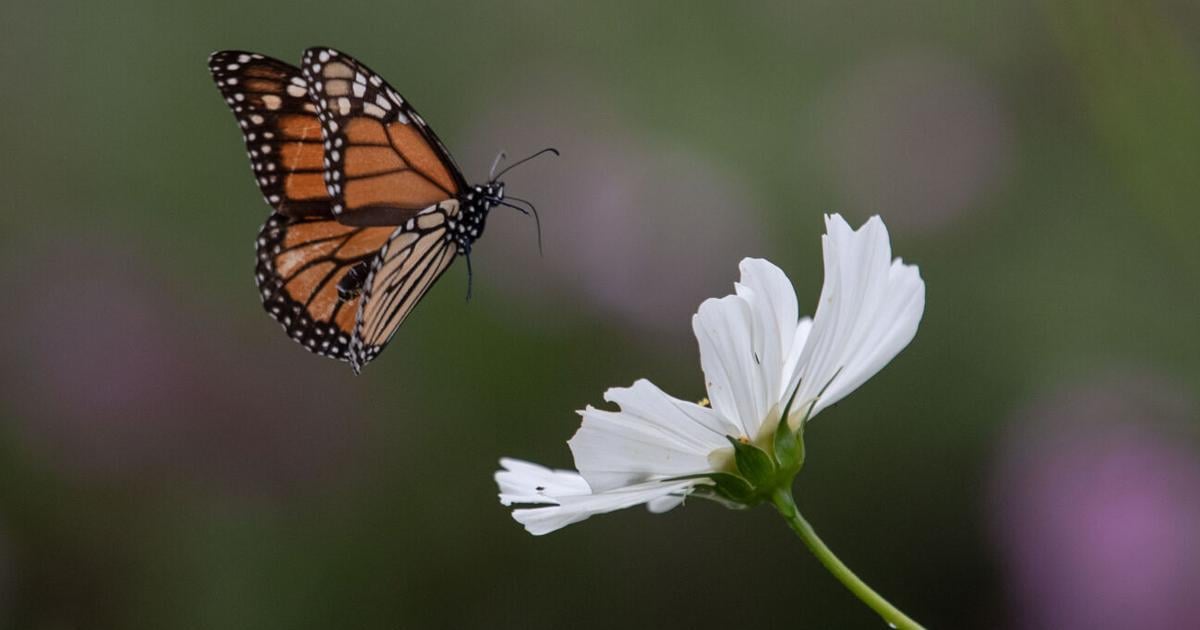 Botanical Art Festival cultivates bond between art, nature [Video]