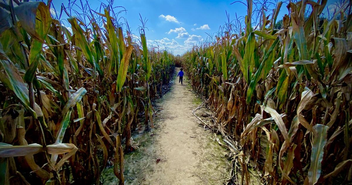 It’s time for pumpkin patches and corn mazes – here’s where you can find information on fall fun | [Video]